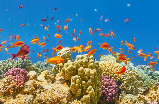 Sharm El Sheikh